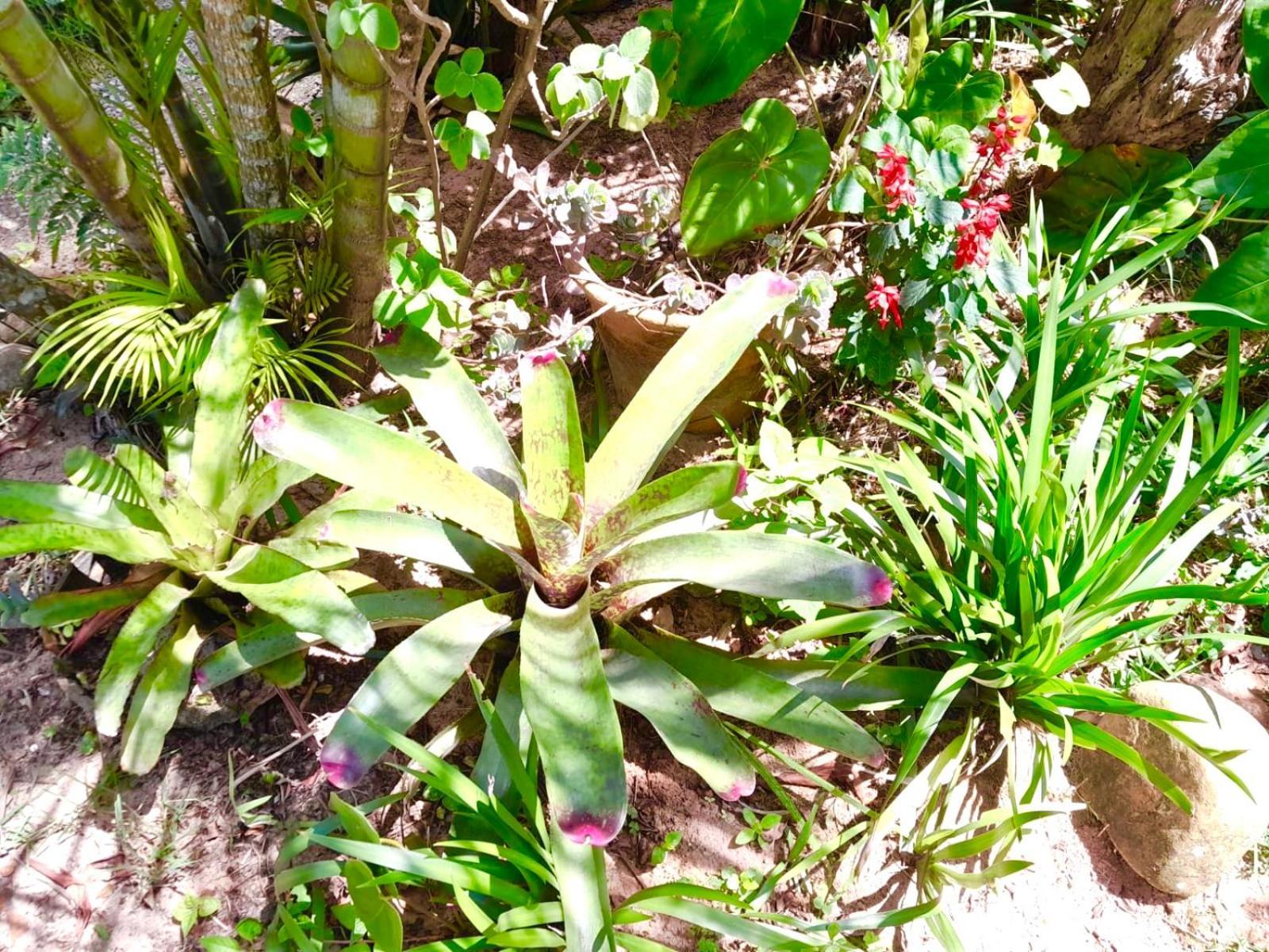 Recanto Das Bromelias Chales Guarda do Embau Exterior photo